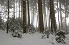 Geheimnisvoller Winterwald