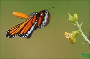 * Tiger im Anflug *