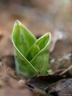 Austrieb von Orchis purpurea