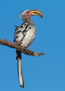 Gelbschnabeltoko (Tockus leucomelas)