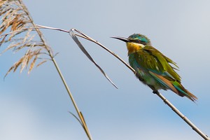 Blauwangenspint (Merops persicus)