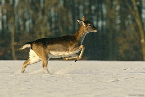 Winter-Nachlese