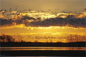 Sunrise and Nordic Geese