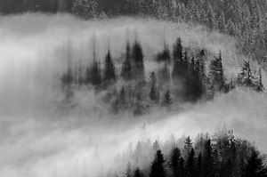 Nebel im Winterwald