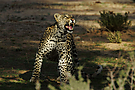 Leopard in der Kalahari