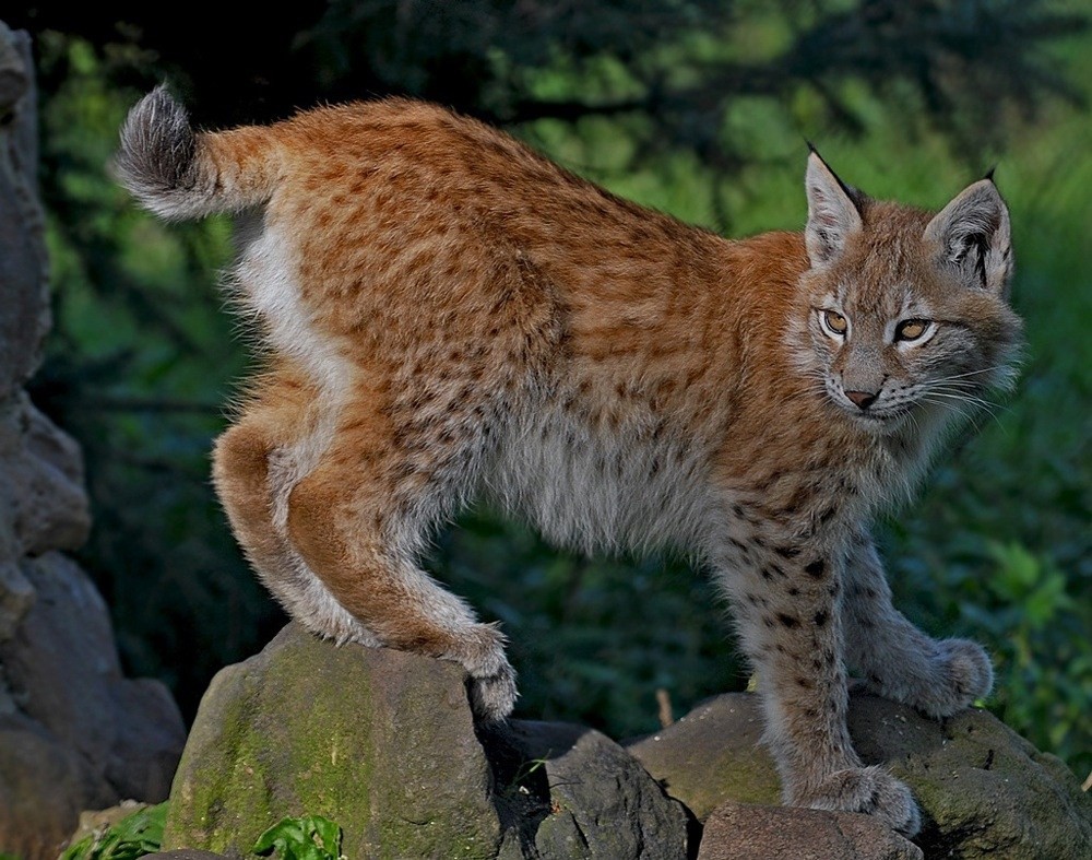 26Sep2008_6517%20Kopie%20Kopie::michaelmaxbender_tiere_luchs.jpg