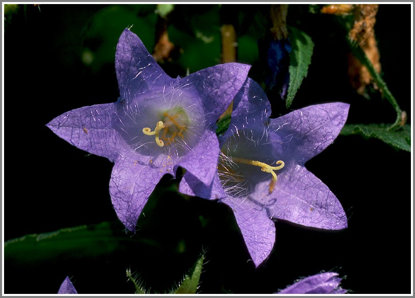 Nesselblättrige Glockenblume (Campanula trachelium), NSG Wutachschlucht, Baden Württemberg