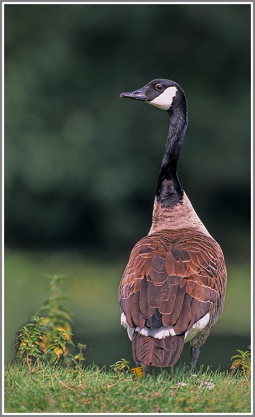 Kanadagans (Branta canadensis), NSG Ruhraue Mülheim/Ruhr