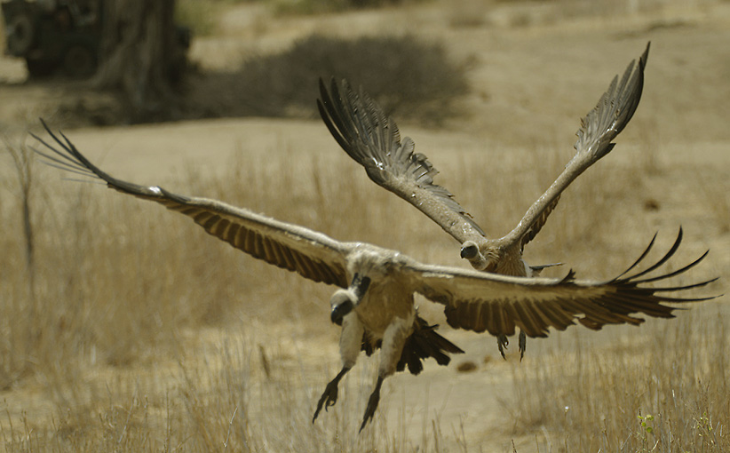 geier sturzflug nd