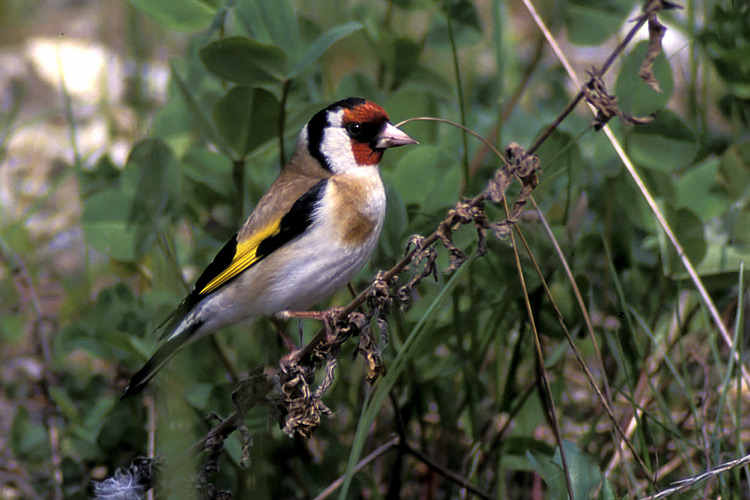 Distelfink  (Carduelis carduelis) ND