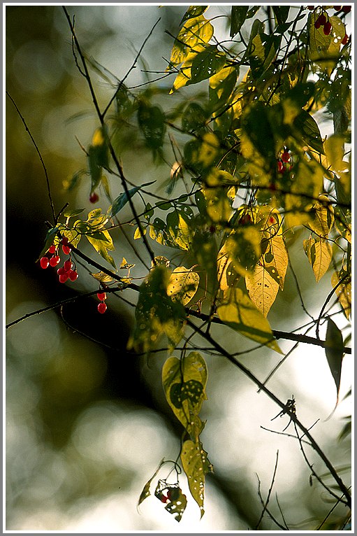 Beeren im Licht der untergehenden Herbstsonne