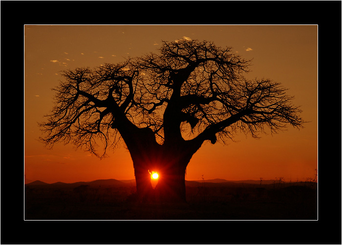 Ruaha Sunrise