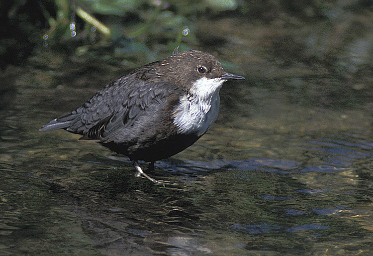 Wasseramsel (Cinclus cinclus) ND