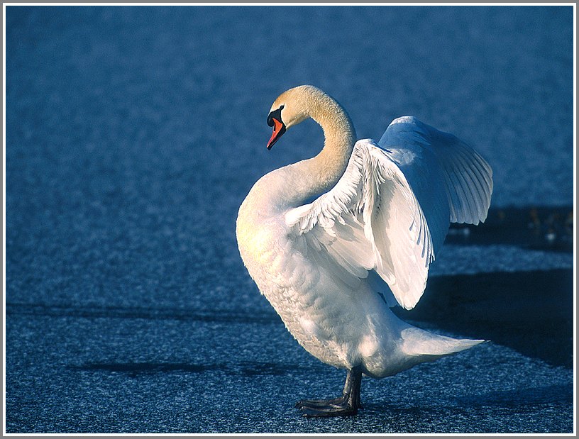 Höckerschwan (Cygnus olor), NSG Duisburg Walsum