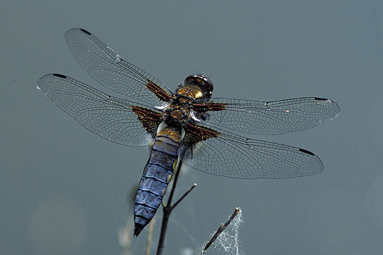 Plattbauchlibelle ND