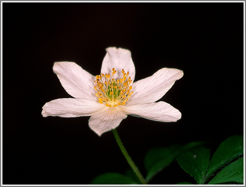 Buschwindröschen (Anemone nemorosa)