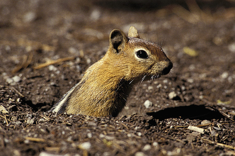 Mantelgrundhörnchen ND