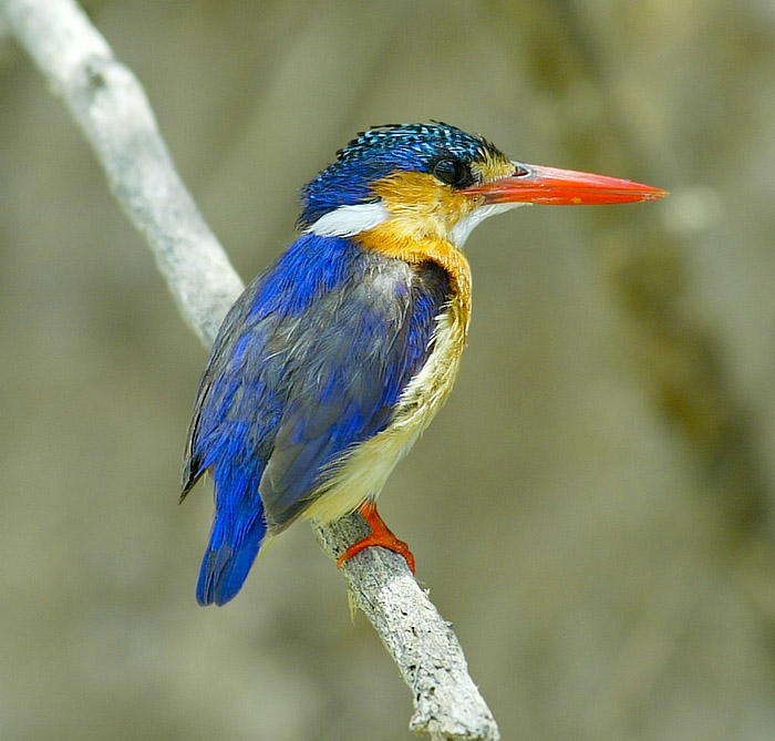 Eisvogel