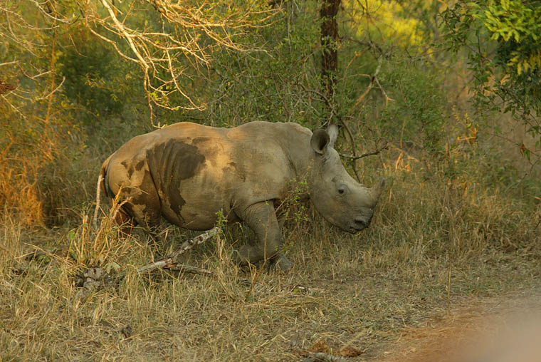junges Breitmaulnashorn ND