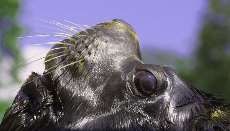 Seelöwe   ZO