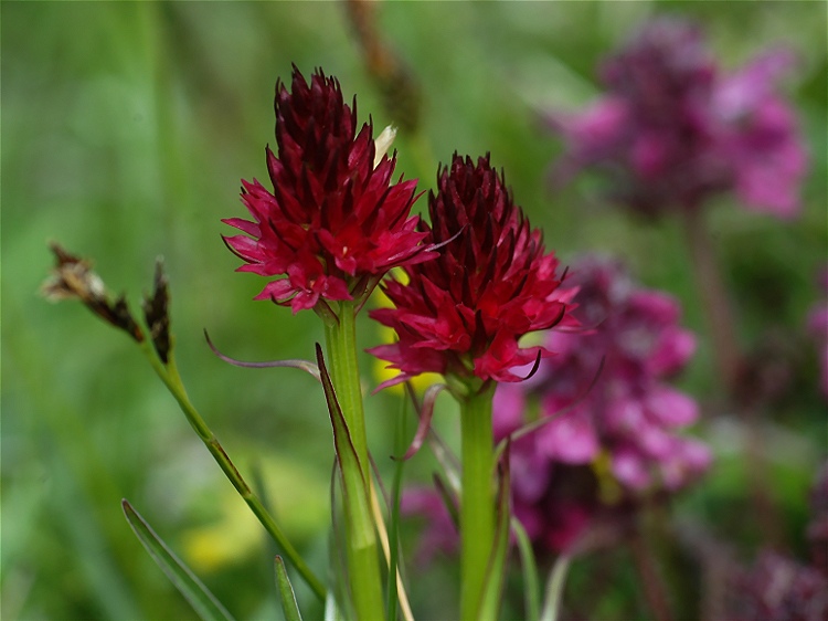 Rotes Kohlröschen