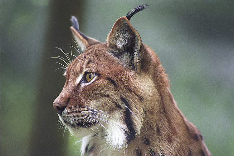 Luchs ZO