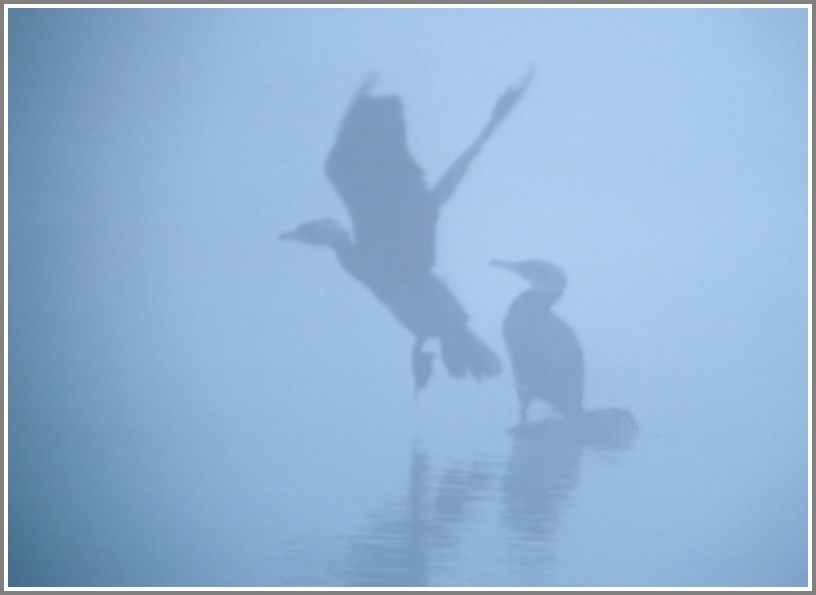 Kormorane (Phalacrocorax carbo) im dichten Morgennebel, NSG Ruhraue Mülheim