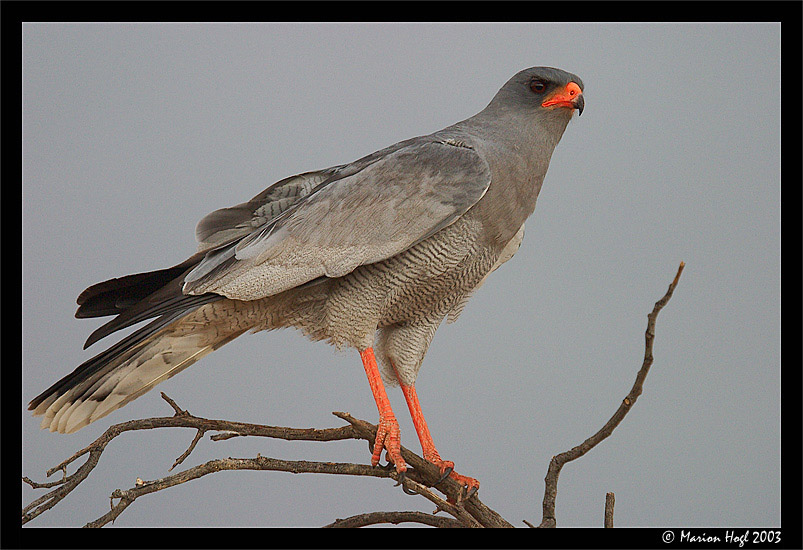 Pale chanting goshawk ND