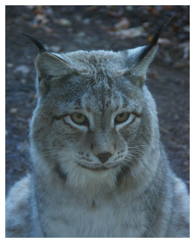 Luchs   ZO