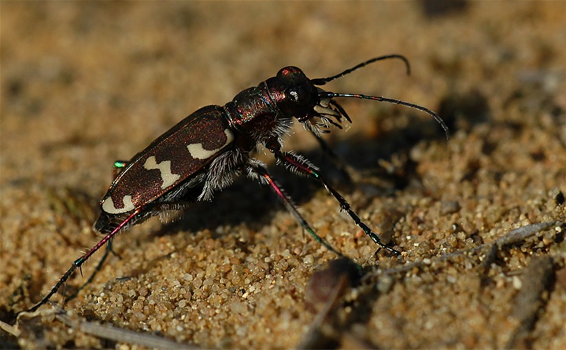 Dünen-Sandlaufkäfer  ND