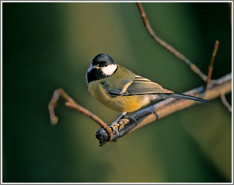 Kohlmeise (Parus major), NSG Ruhraue Mülheim