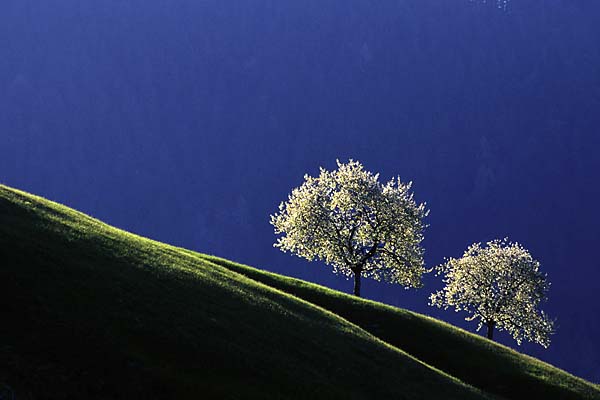 Fraxner Kirschblüte ND