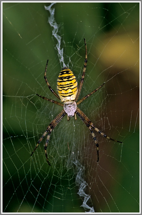 Wespenspinne (Argiope bruennichi)