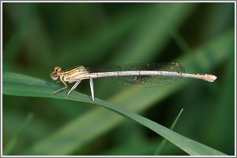 Gemeine Federlibelle (Platycnemis pennipes)