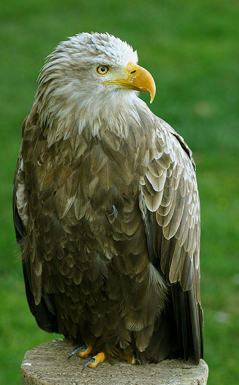 Seeadler   ZO