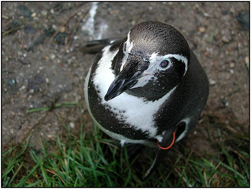 Pinguin