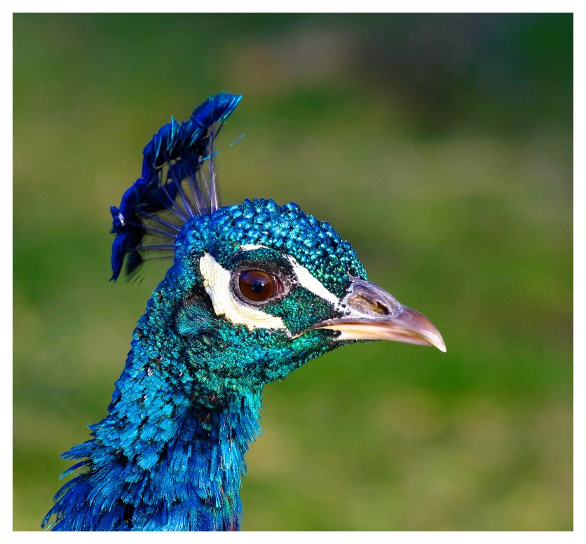 Pfau  ZO