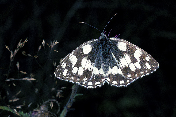 Schachbrettfalter  ND