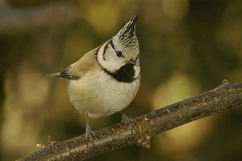 Haubenmeise