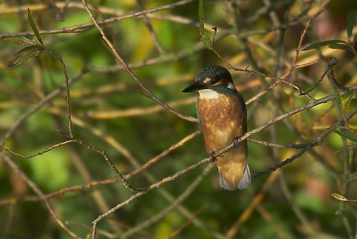 Eisvogel
