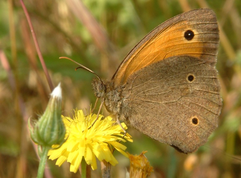 Schmetterling Griechenland ND, EBV