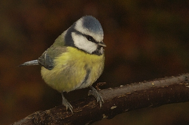 Blaumeise