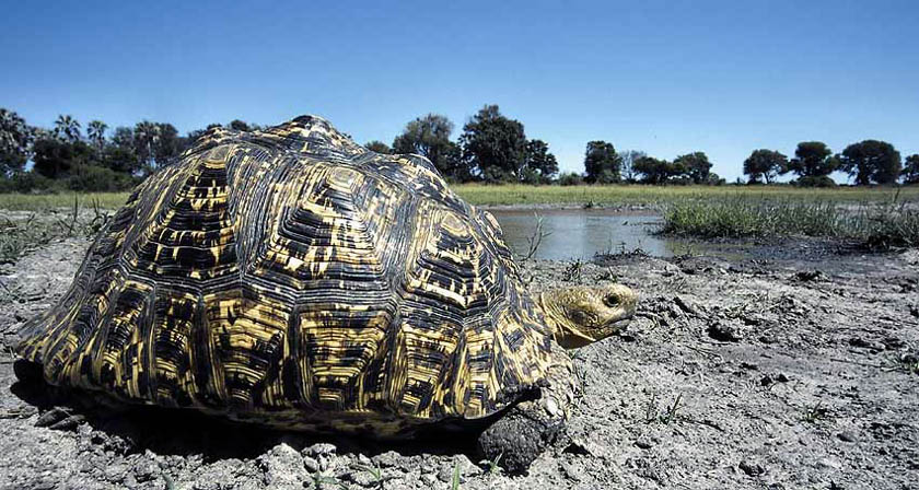 leopard tortoise nd