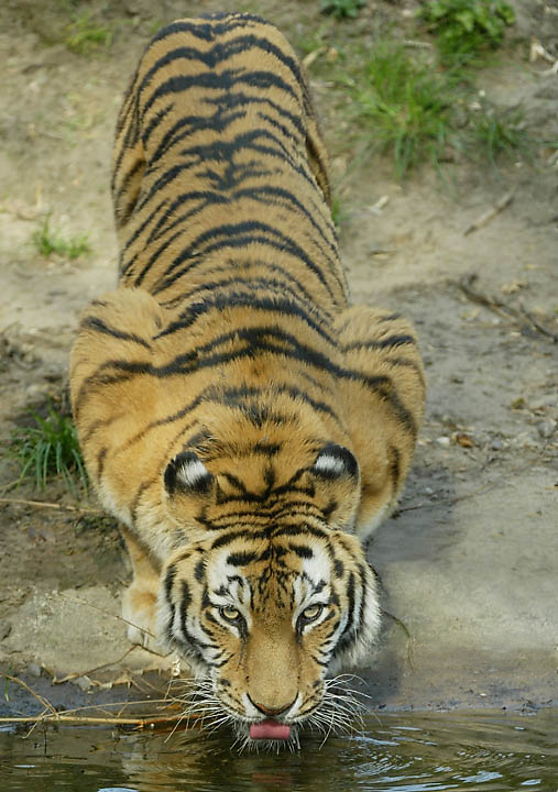 Tiger Zo / EBV