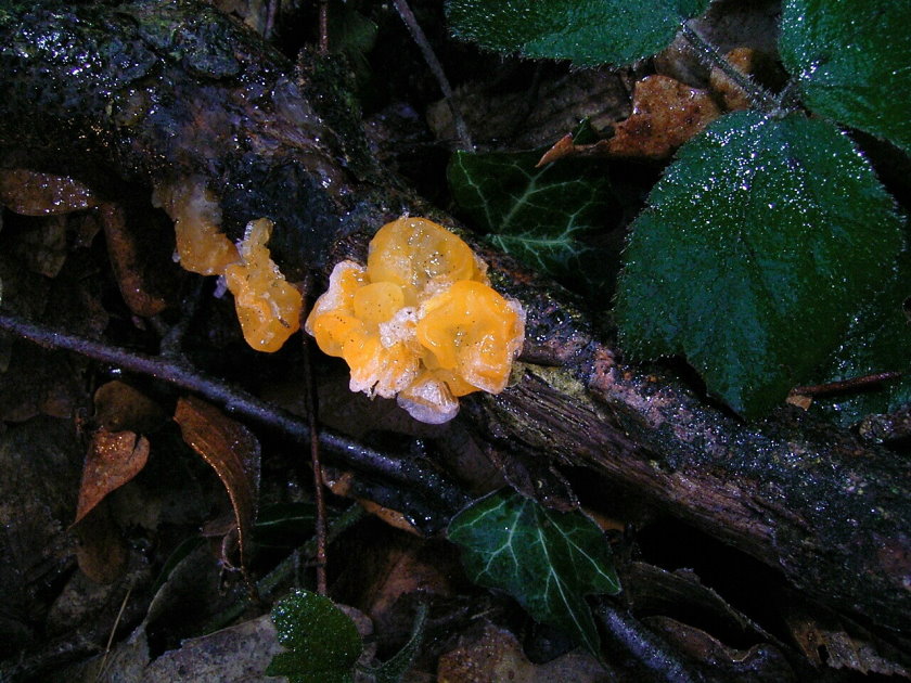 unbekannter Pilz ND (Fundort: Solingen-Glüder)