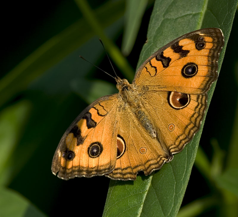 Schmetterling