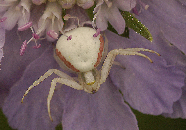 Veränderliche Krabbenspinne