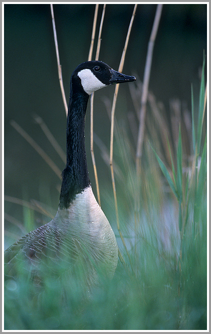 Kanadagans (Branta canadensis) im Abendlicht, NSG Ruhraue Mülheim/Ruhr