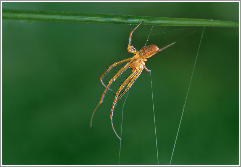 Unbekannte Spinne