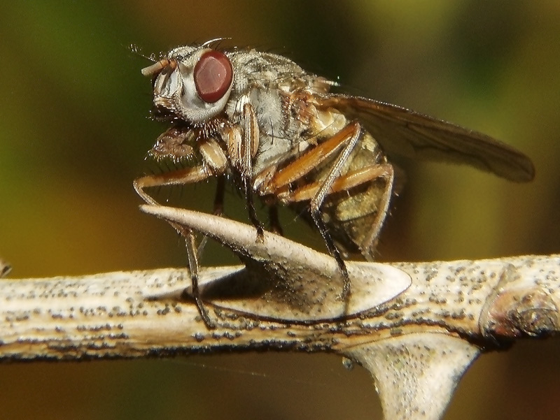 Fliege (Diptera)